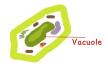 Vacuole - Cell Analogies